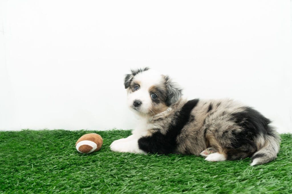 Blue merle female toy Australian Shepherd puppy with a tail