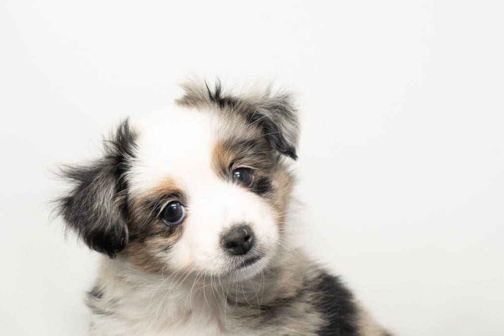 Blue merle female toy Australian Shepherd puppy with a tail