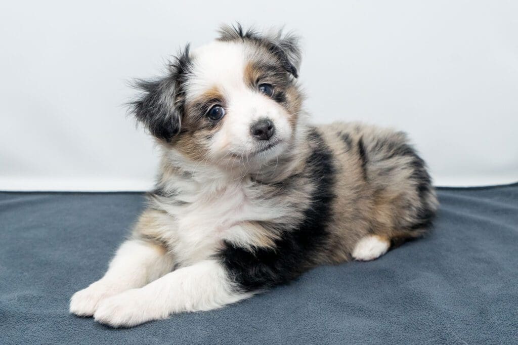 Blue merle toy Australian shepherd with a natural tail tilting her head