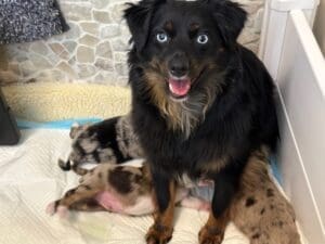a blue eyed black tricolor toy australian shepherd nursing 3 week old toy aussie puppies