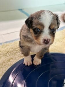 3 week old toy aussie puppy standing on an inflatable disc