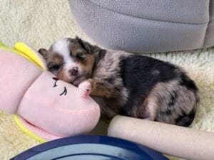 a 3 week old toy australian shepherd puppy snuggling with a stuffed banana