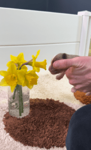 A four-day-old Toy Australian Shepherd puppy being held while he smells a daffodil flower for the first time