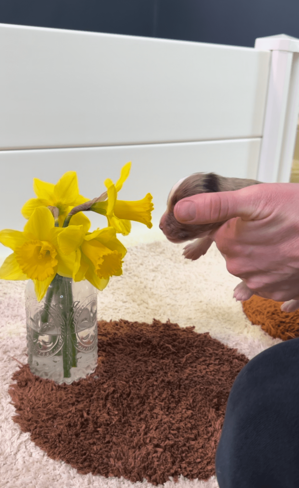 A four-day-old Toy Australian Shepherd puppy being held while he smells a daffodil flower for the first time