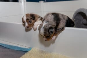 Three week old toy aussie puppies escaping from the whelping box
