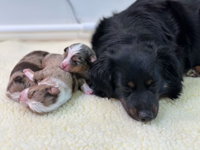 A black tricolor Toy Australian Shepherd dam sleeping with her three one-week-old puppies next to her head