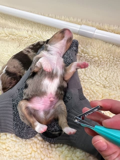 A newborn Toy Australian Shepherd puppy sleeping on his back on the author's feet, about to get his claws trimmed with a set of baby nail clippers