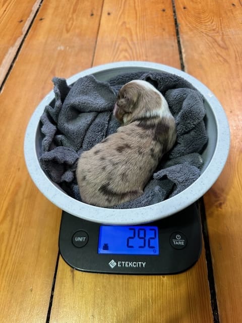 A newborn Toy Australian Shepherd puppy being weighed in a bowl on top of a food scale. The scale reads 292 grams