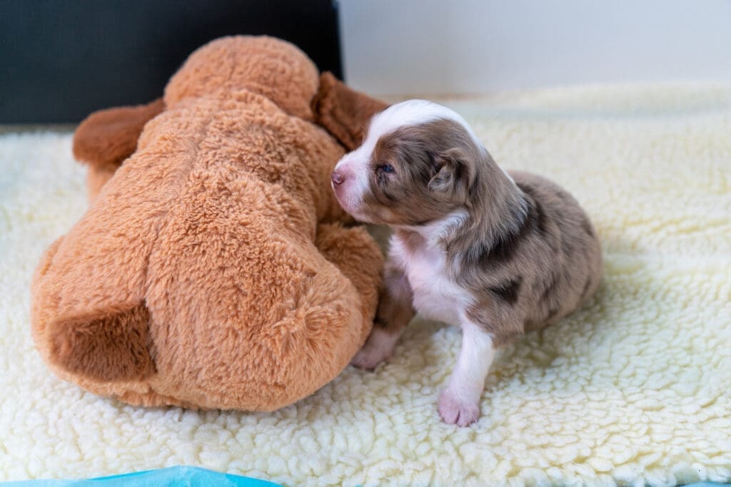 A three-week-old red merle Toy Australian Shepherd puppy, who is sitting up and looking at a stuffed toy