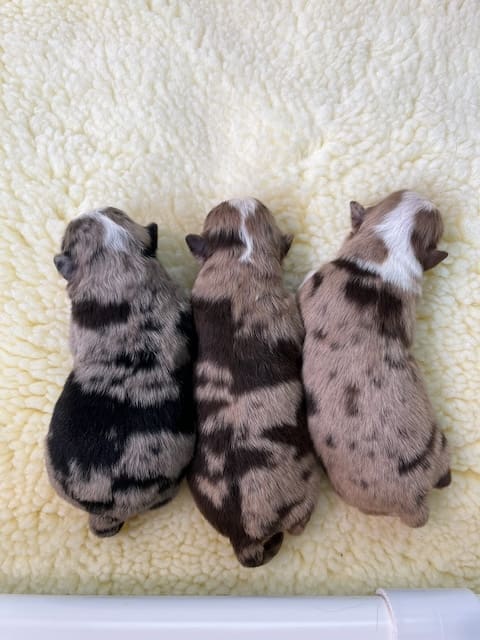 Three one-week-old Toy Aussie puppies snuggled up together