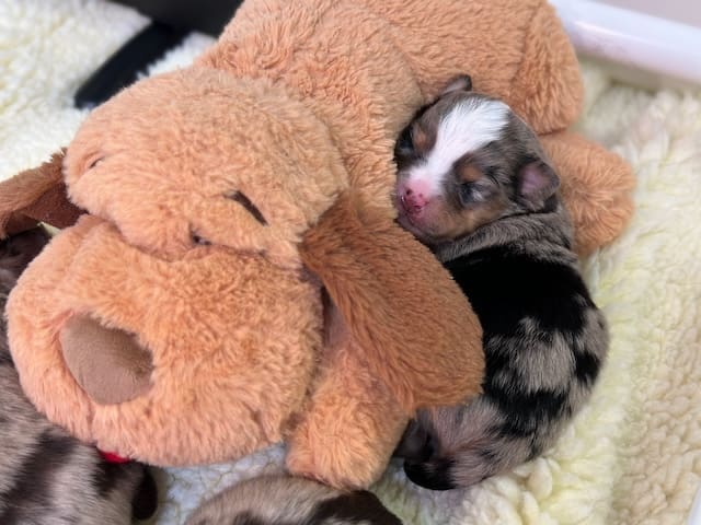 A one-week-old blue merle Toy Aussie puppy snuggling with a stuffed toy