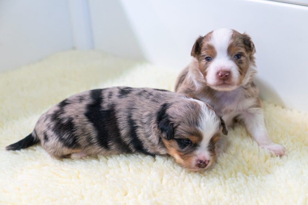 Two two-week-old Toy Australian Shepherd puppies, one blue merle and one red merle. Their eyes are squinting, but open, and the red merle puppy is starting to sit up.