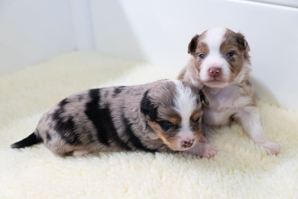 Two two-week-old Toy Australian Shepherd puppies, one blue merle and one red merle. Their eyes are squinting, but open, and the red merle puppy is starting to sit up.