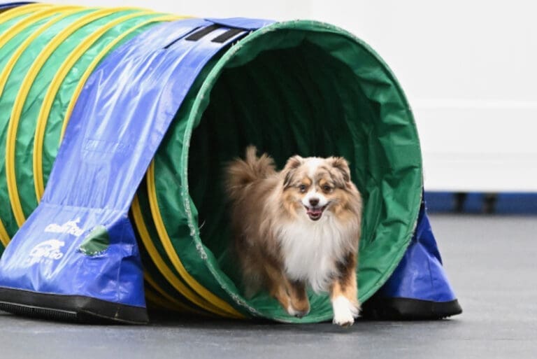 Russet, a tiny Toy Australian Shepherd with a tail, coming out of a tunnel while competing in dog agility