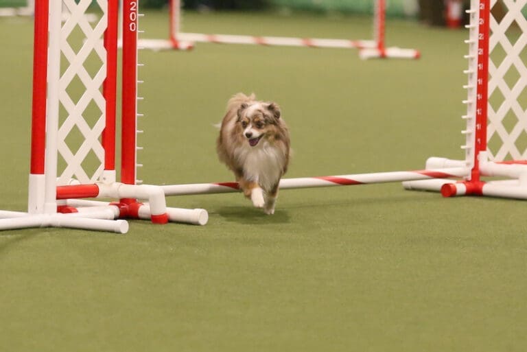 Russet, a tiny Toy Australian Shepherd with a tail, jumping over a bar at a dog agility trial