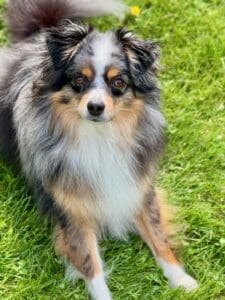 A fluffy, tricolor dog with a white chest, tan markings, and black and gray fur sits on green grass, looking directly at the camera with alert brown eyes.