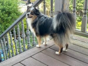 Strudel-blue-merle-toy-australian-shepherd-with-tail – 12 2 A fluffy black, white, and tan dog stands on a wooden porch, looking back over its shoulder. Decorative railings and lush green plants are visible in the background.