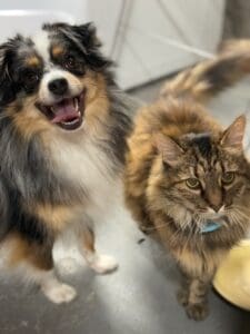 Strudel-blue-merle-toy-australian-shepherd-with-tail – 14 2 A fluffy black, white, and tan dog stands next to a long-haired brown tabby cat by a yellow bowl, both looking up toward the camera. The dog appears to be smiling.
