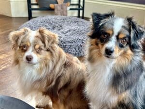 Two small dogs with fluffy fur, one brown and white and the other black, white, and tan, sit side by side indoors on a wooden floor, looking toward the camera near a round textured dog bed.