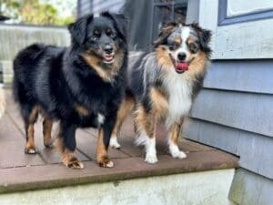 Two fluffy dogs with black, brown, and white fur stand on a wooden porch by a blue house. One dog has its tongue out, while the other is looking forward. Both appear happy and alert.