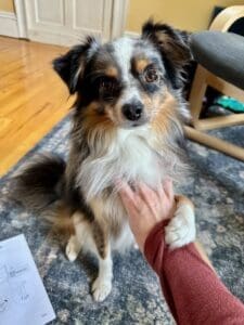A small, fluffy dog with black, white, and brown fur sits on a rug while a person in a red sleeve holds its paw. A paper with instructions is visible on the floor nearby.