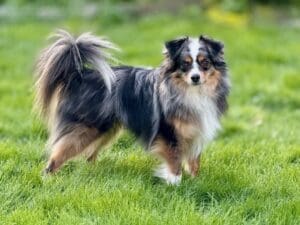 Strudel-blue-merle-toy-australian-shepherd-with-tail – 8 2 A fluffy black, brown, and white dog with a bushy tail stands alertly on green grass, looking toward the camera.