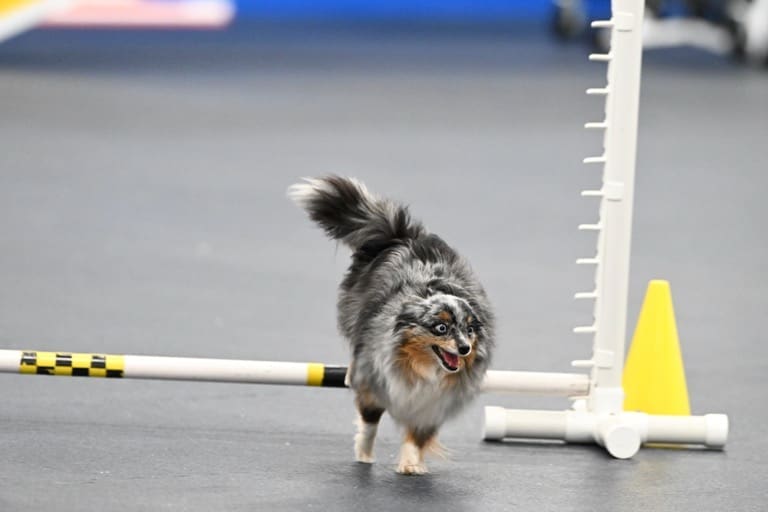 Truffle, a tiny toy blue merle australian shepherd with a tail, going over a jump at an agility trial