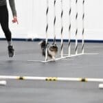 Truffle, a tiny toy blue merle australian shepherd with a tail, doing the weave poles at an agility trial