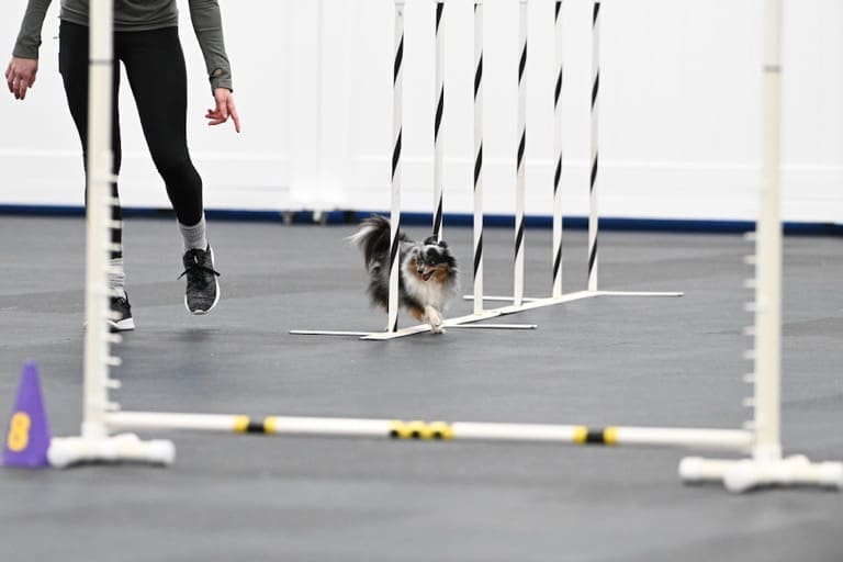 Truffle Earns her Level 1 Agility Title