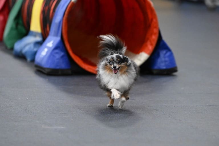 Truffle, a tiny toy blue merle australian shepherd with a tail, coming out of the tunnel at an agility trial