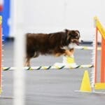 A red tri Toy Australian Shepherd is mid-jump over an agility hurdle in an indoor arena.