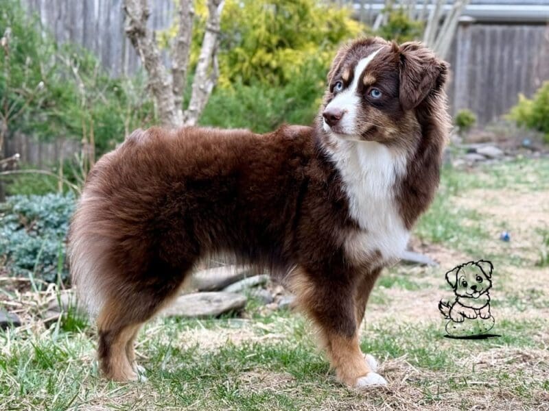 Peach, a blue eyed red tri toy Australian Shepherd, in a profile view with her head turned back over her shoulder