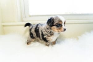 A small, fluffy blue Merle Toy Aussie puppy with black, gray, and white fur stands on a soft white surface in front of a window, looking to the right.