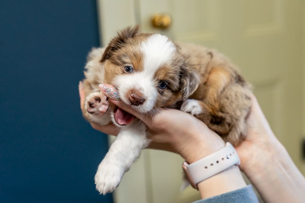 A red merle toy Australian shepherd puppy being held in two hands, sinking his teeth into the person's thumb