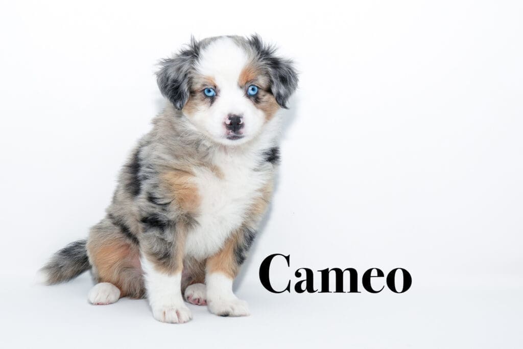 A 7-week-old blue merle Toy Australian Shepherd puppy with a tail