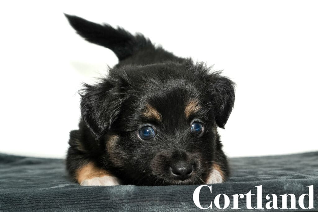 Cortland, a five week old minimal white black tricolor Toy Australian Shepherd puppy with a tail