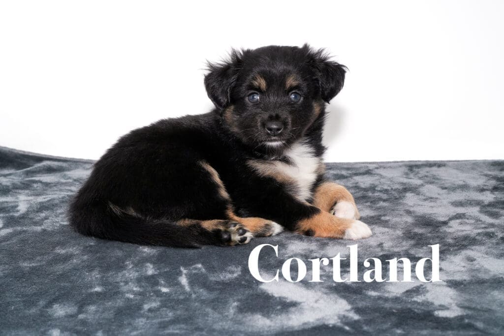 Cortland, a five week old minimal white black tricolor Toy Australian Shepherd puppy with a tail