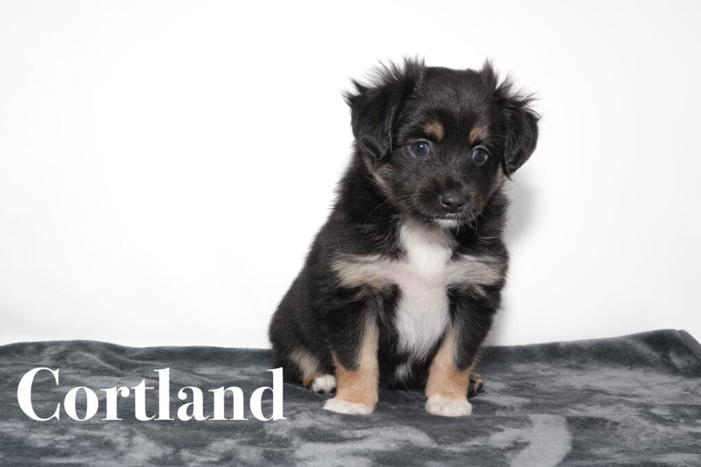 A black tricolor Toy Australian Shepherd puppy with a tail