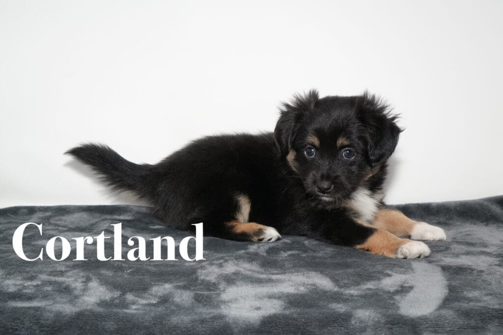 A black tricolor Toy Australian Shepherd puppy with a tail