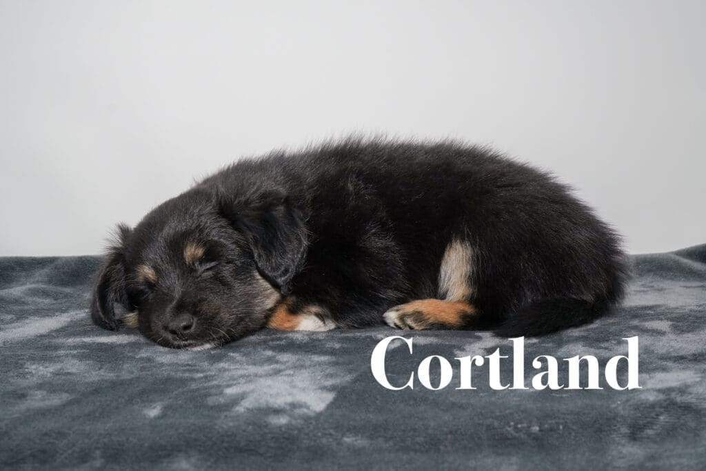 A black tricolor Toy Australian Shepherd puppy with a tail