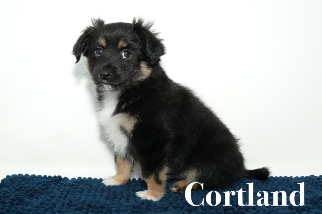 A black tricolor Toy Australian Shepherd puppy with a tail