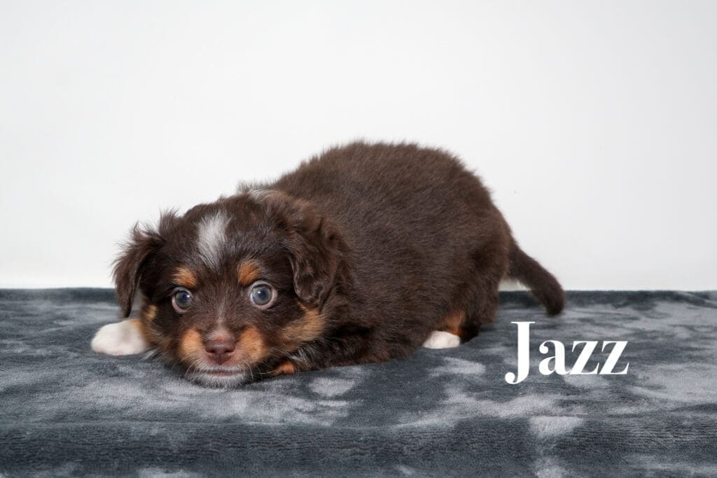 Jazz, a red tri female toy Australian Shepherd puppy with a tail