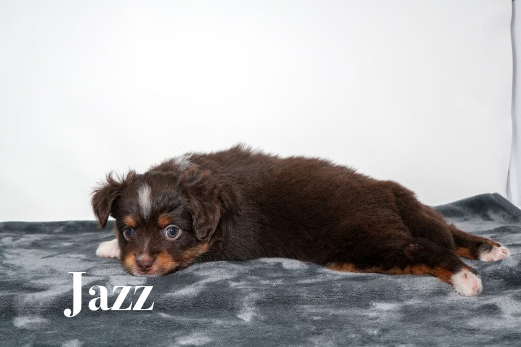 Jazz, a red tri female toy Australian Shepherd puppy with a tail