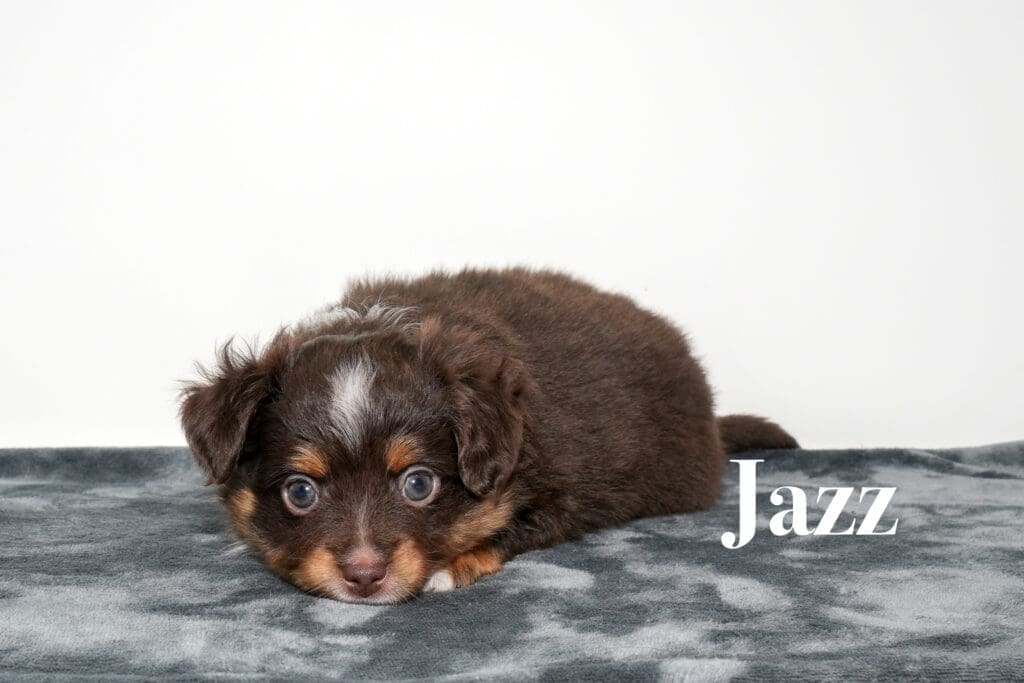 Jazz, a red tri female toy Australian Shepherd puppy with a tail