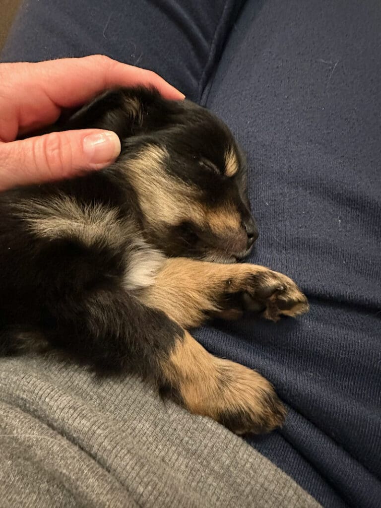 A six-week-old black tri toy aussie puppy sleeping in a person's lap while being petted