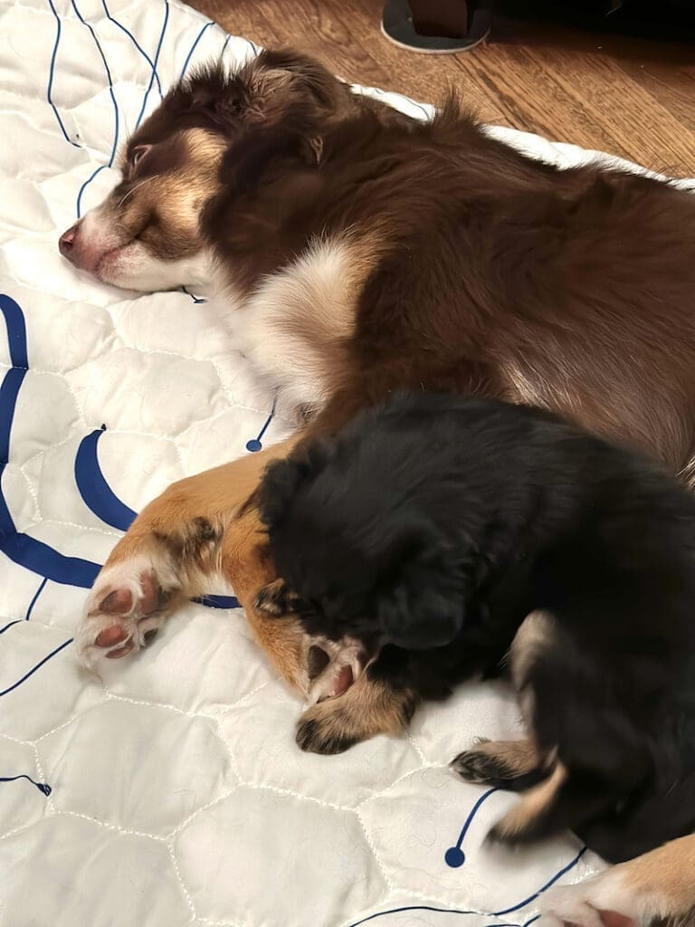 A six-week-old Toy Australian Shepherd puppy, sleeping next to an older Toy Australian Shepherd