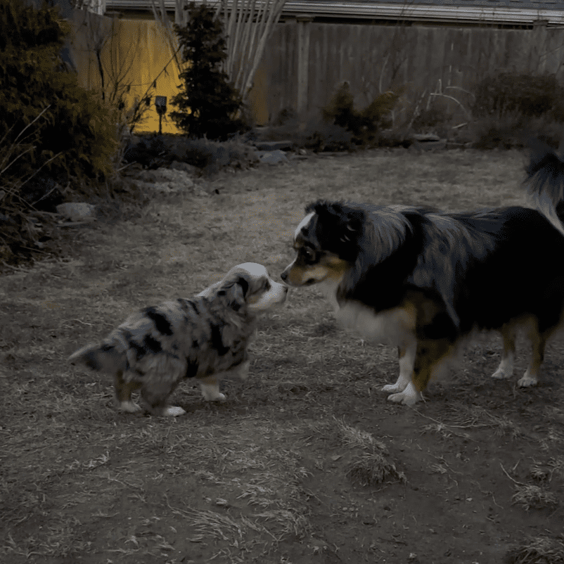 A six-week-old Toy Australian Shepherd puppy touching noses with an older Toy Aussie in the backyard