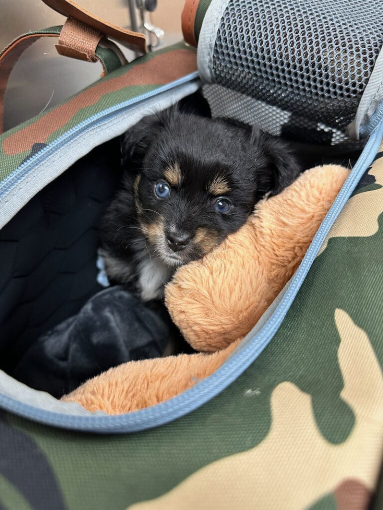 A six-week-old Toy Australian Shepherd puppy in a carrier, resting her head against a plush toy
