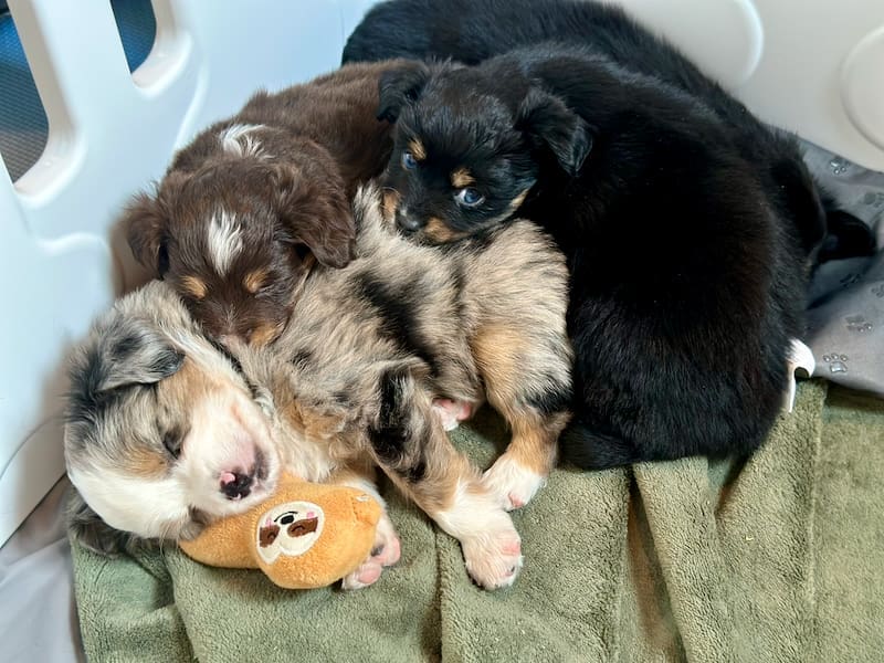 Four six-week-old Toy Aussie puppies snuggled up in a puppy pile