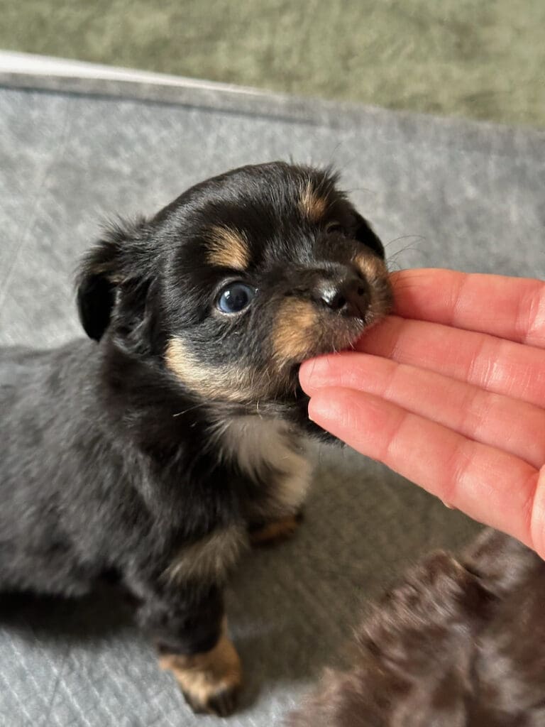 A six-week-old Toy Aussie puppy sinking her teeth into some outstretched fingers